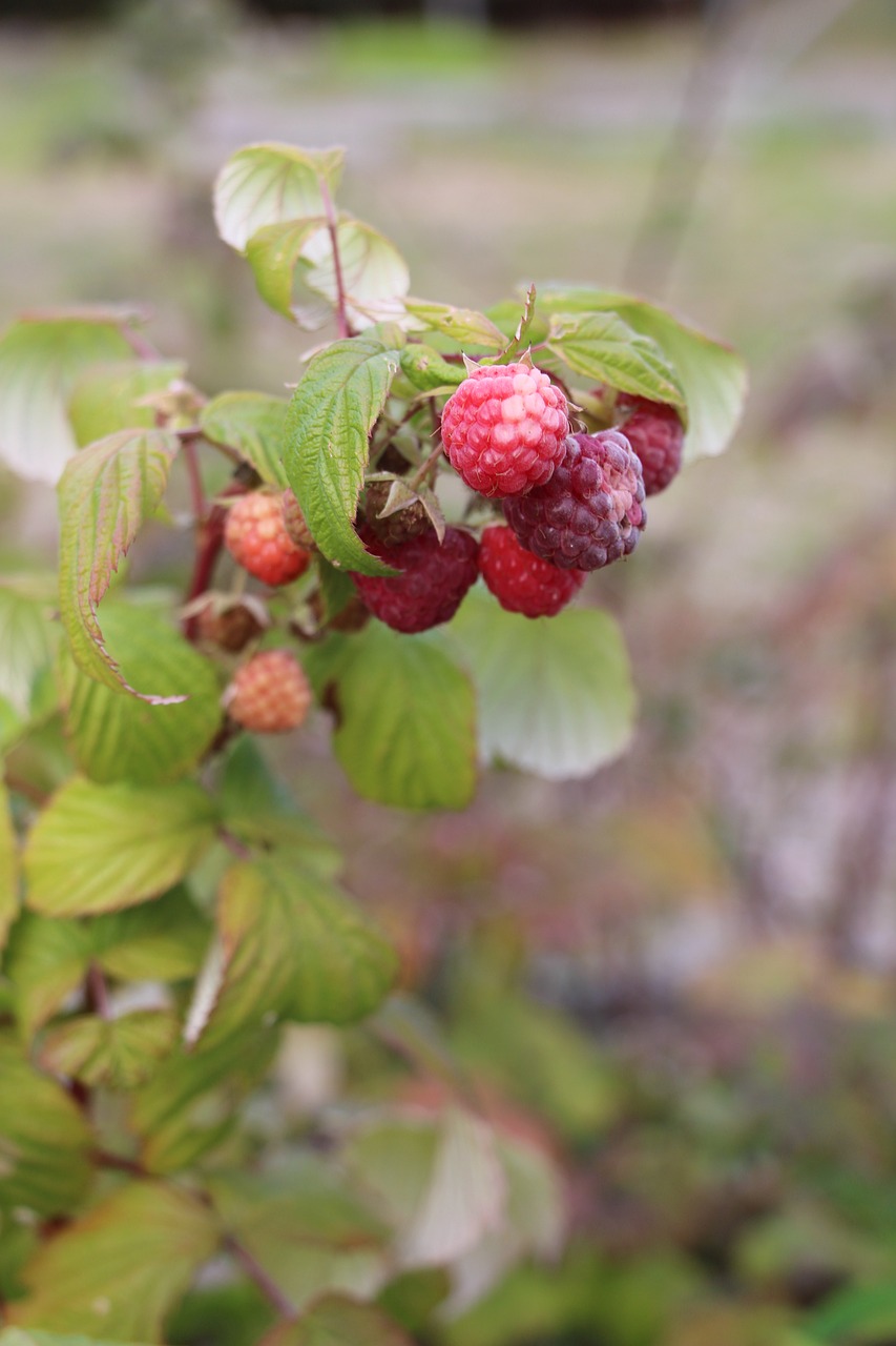 raspberry organic branch free photo