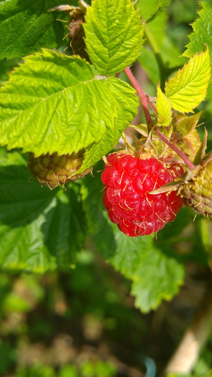 raspberry  fruit  red free photo