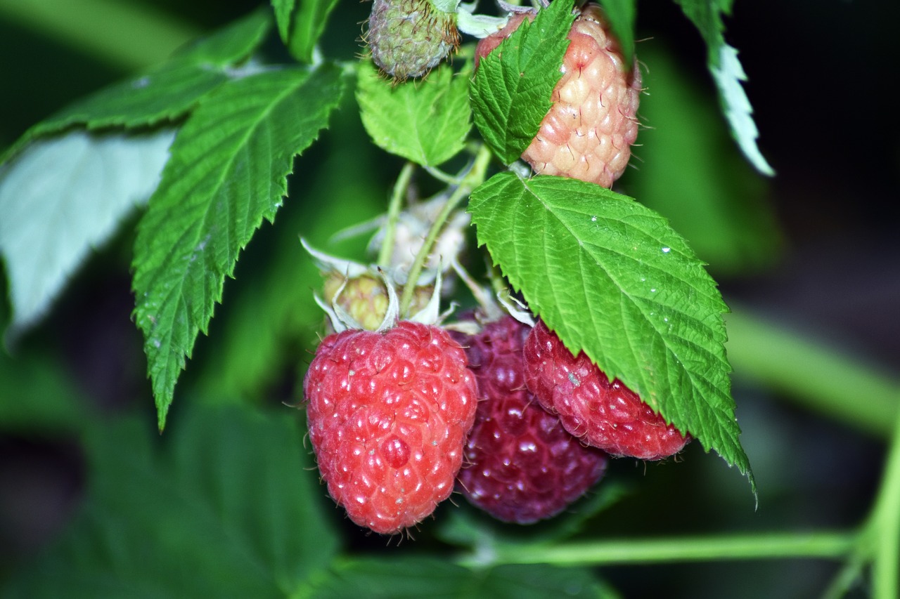 raspberry  fruit  mature free photo