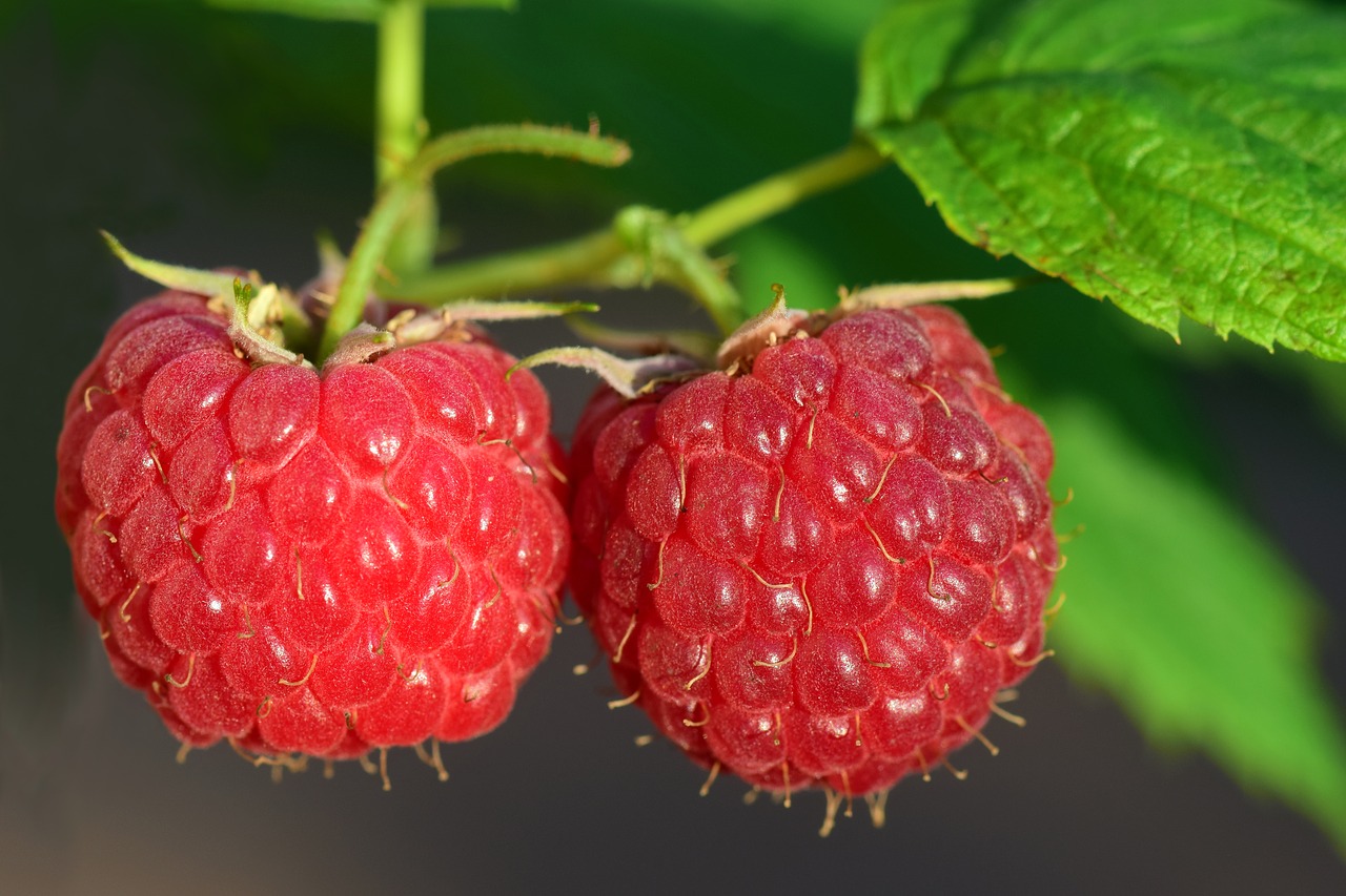 raspberry  fruit  berry free photo