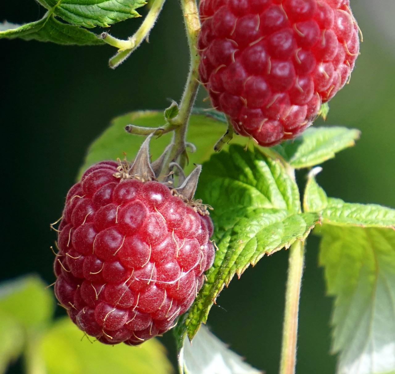 raspberry  garden  harvest free photo