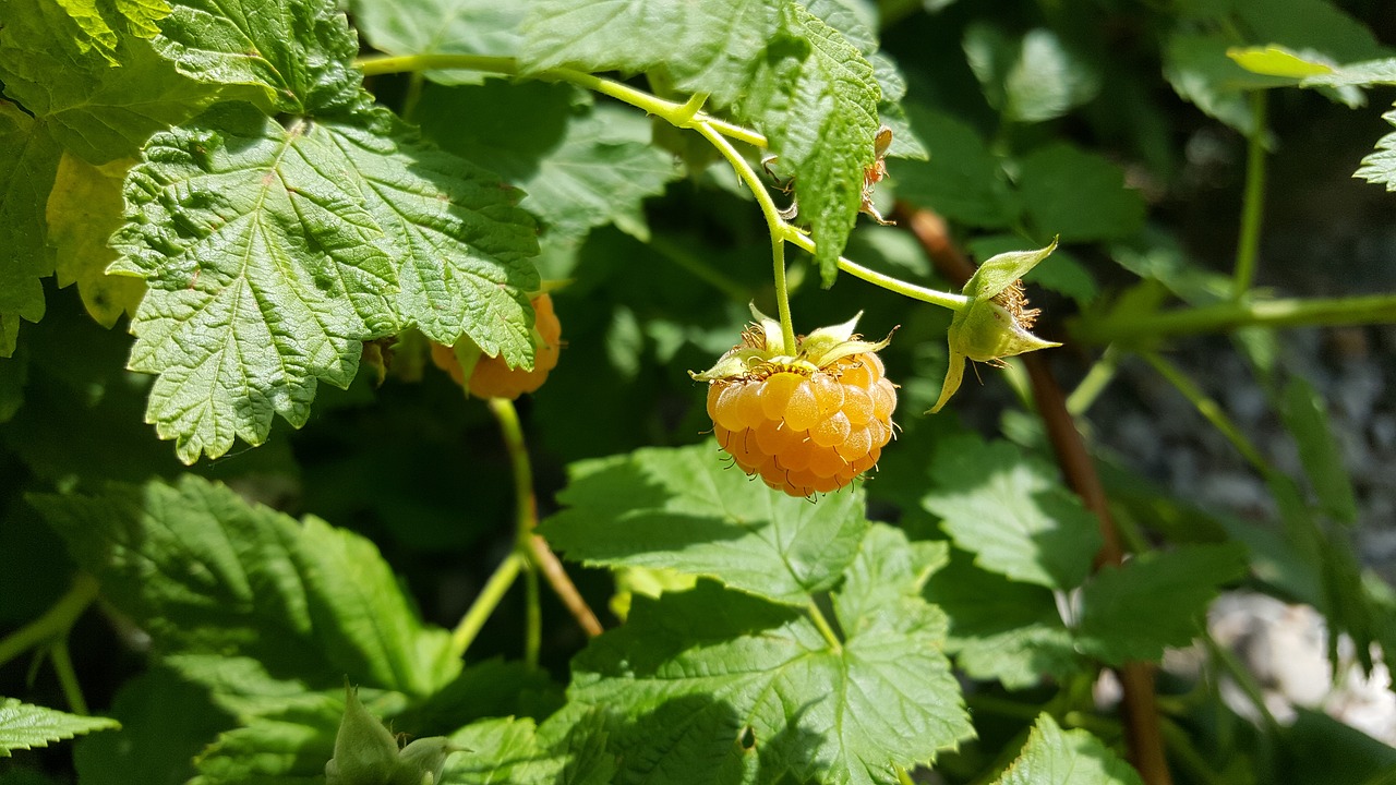 raspberry  yellow  healthy free photo