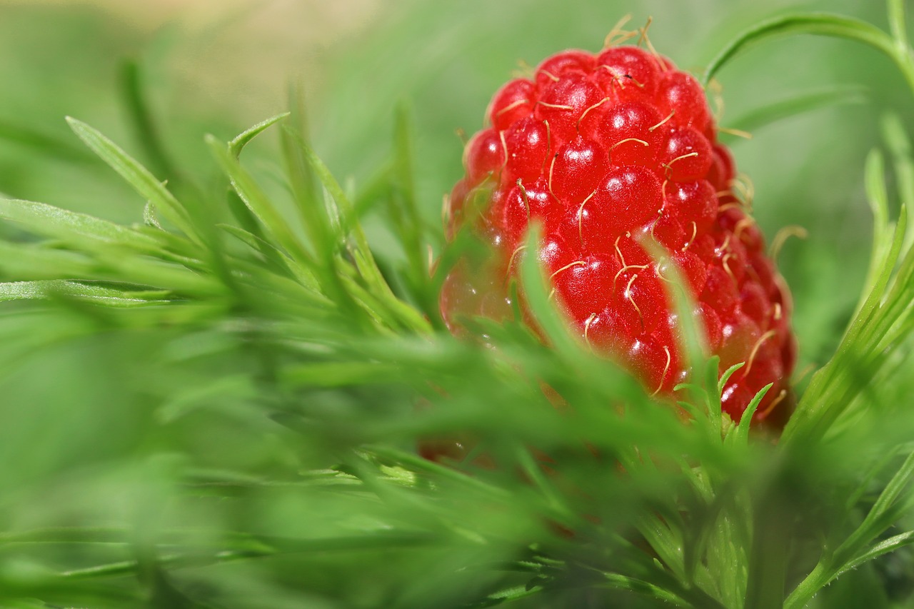 raspberry  fruit  nature free photo