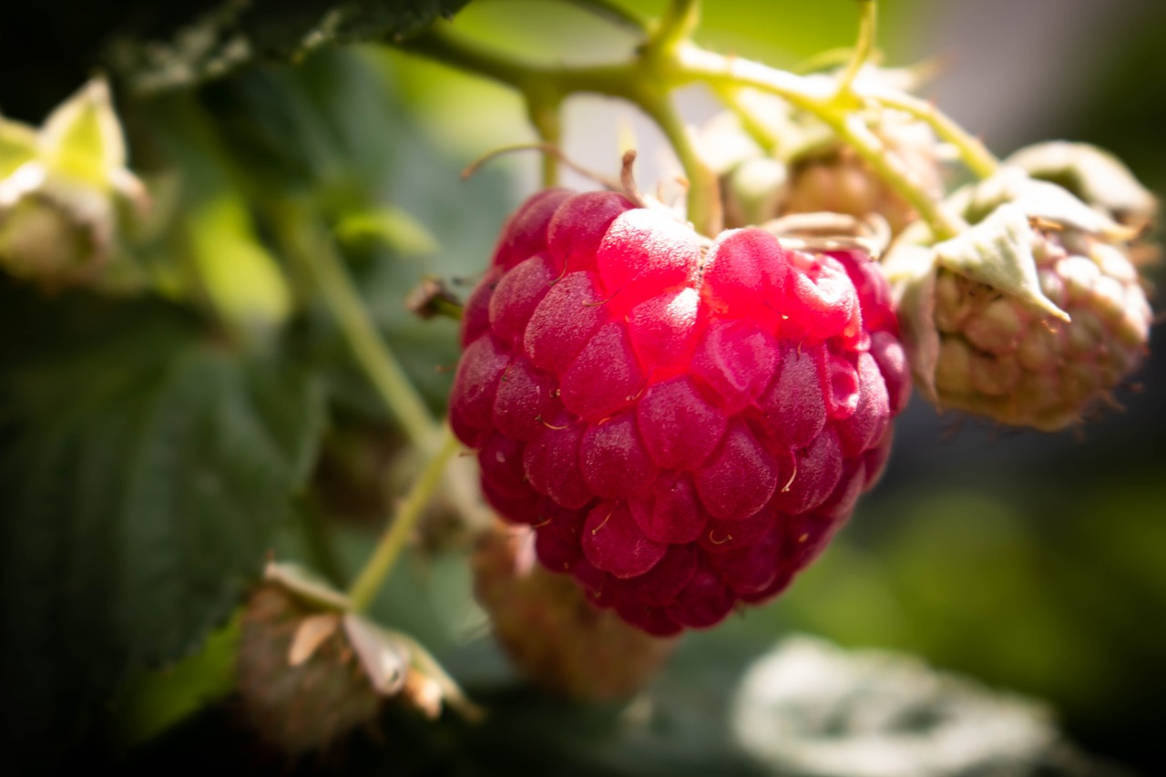 raspberry  nature  freedom free photo