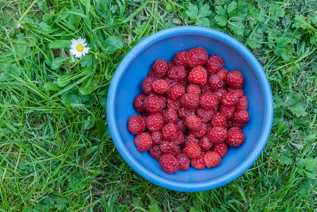 raspberry  red fruits  fruit free photo