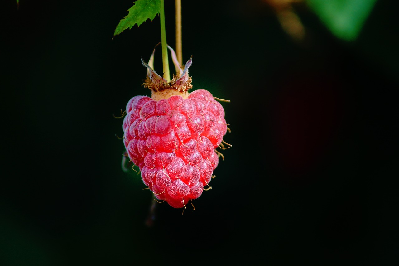 raspberry  individually  depend free photo