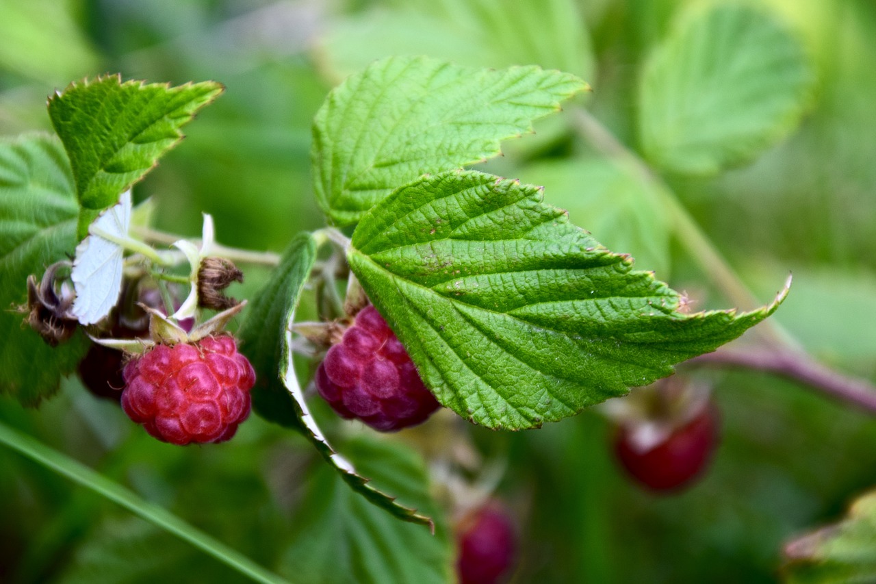 raspberry  close up  leaf free photo