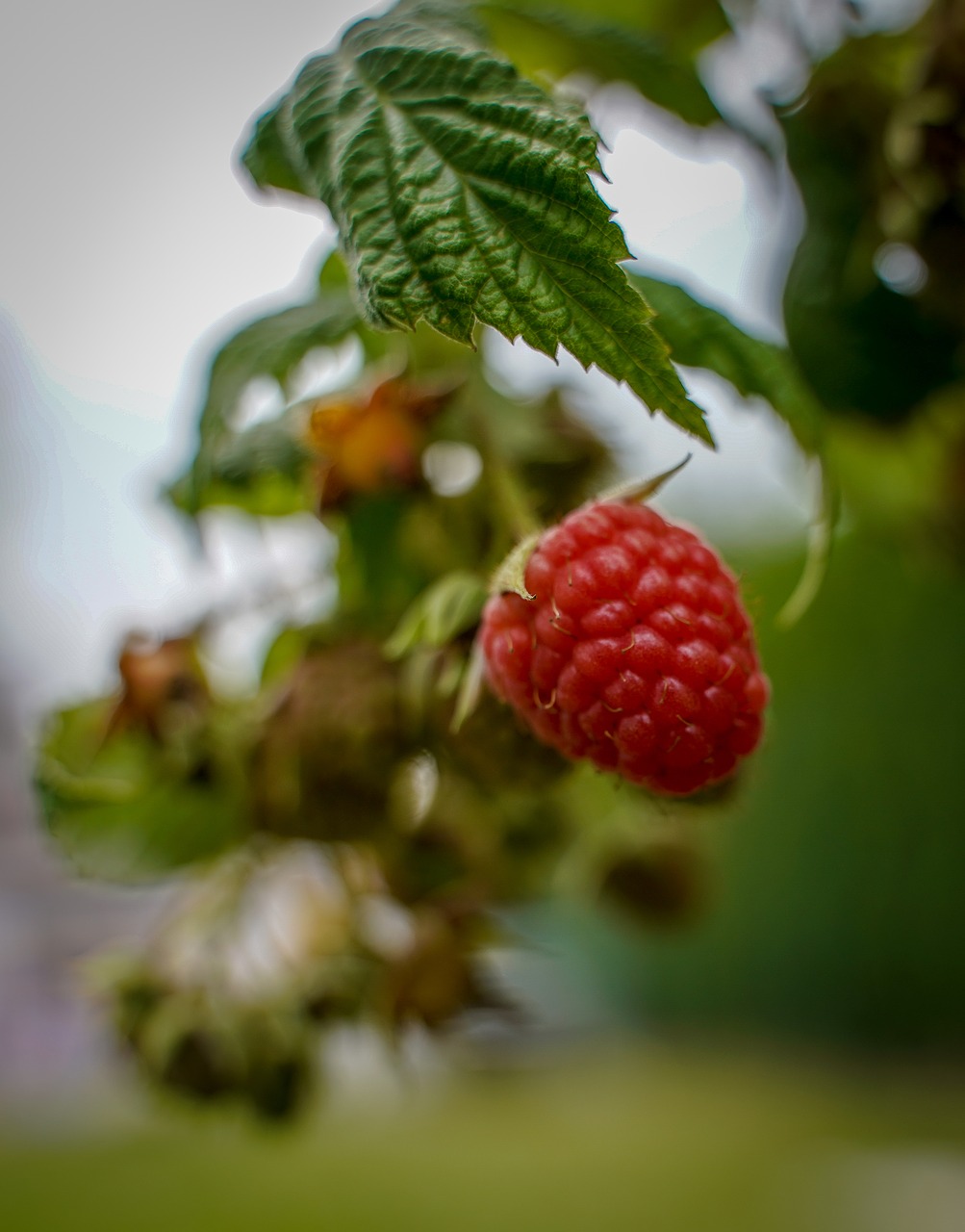 raspberry  himbeerstrauch  fruit free photo