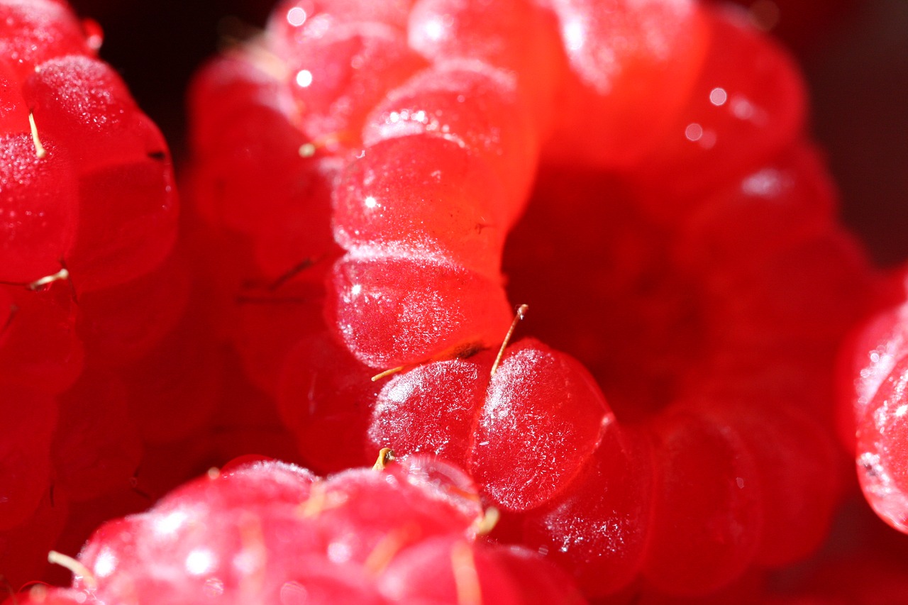 raspberry  macro  vitamin free photo