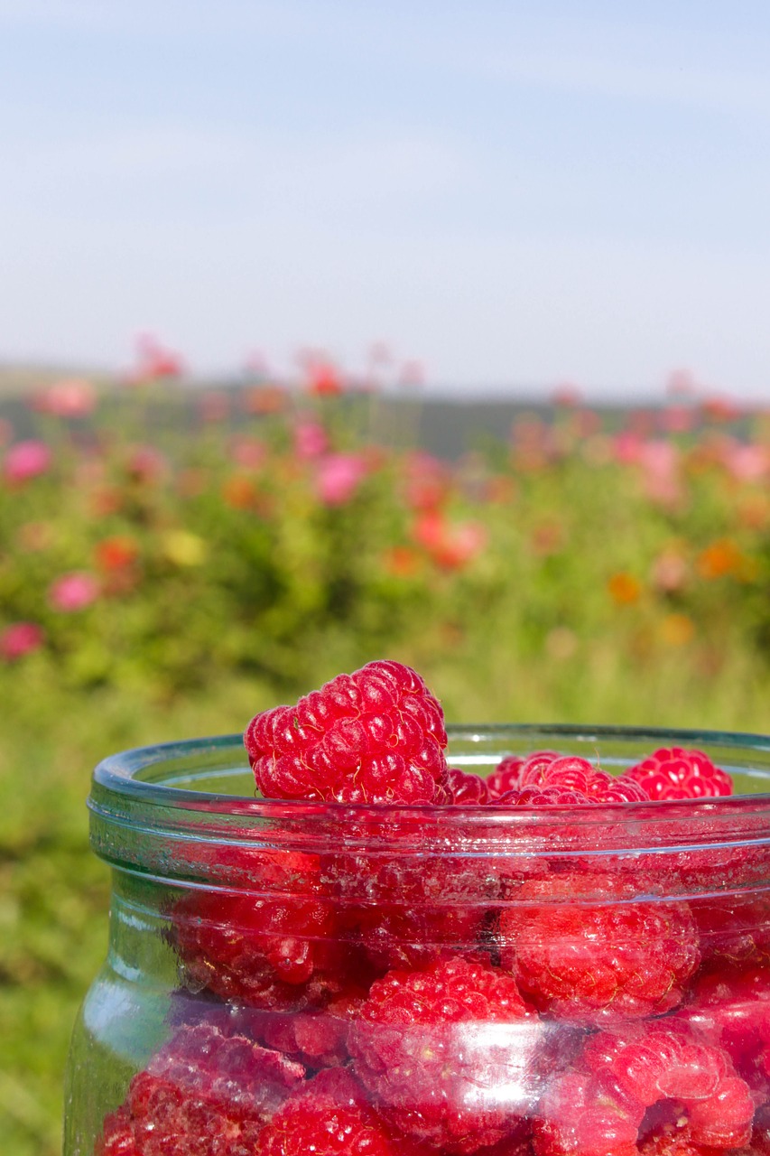 raspberry  summer  red free photo