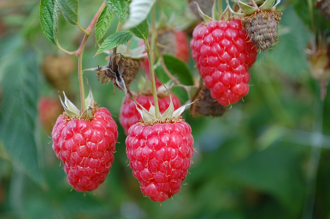 raspberry  raspberries  fruit free photo
