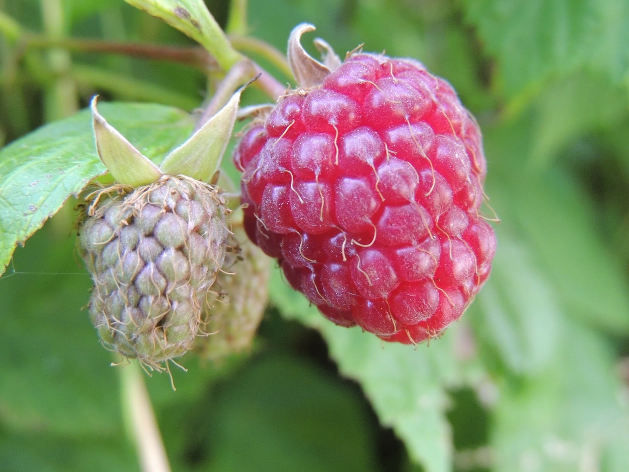 raspberry bay plants free photo