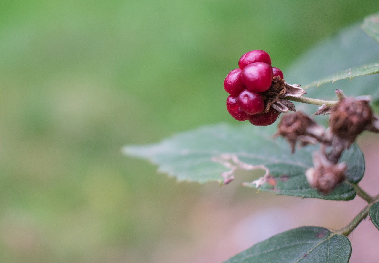 raspberry  macro  berry free photo