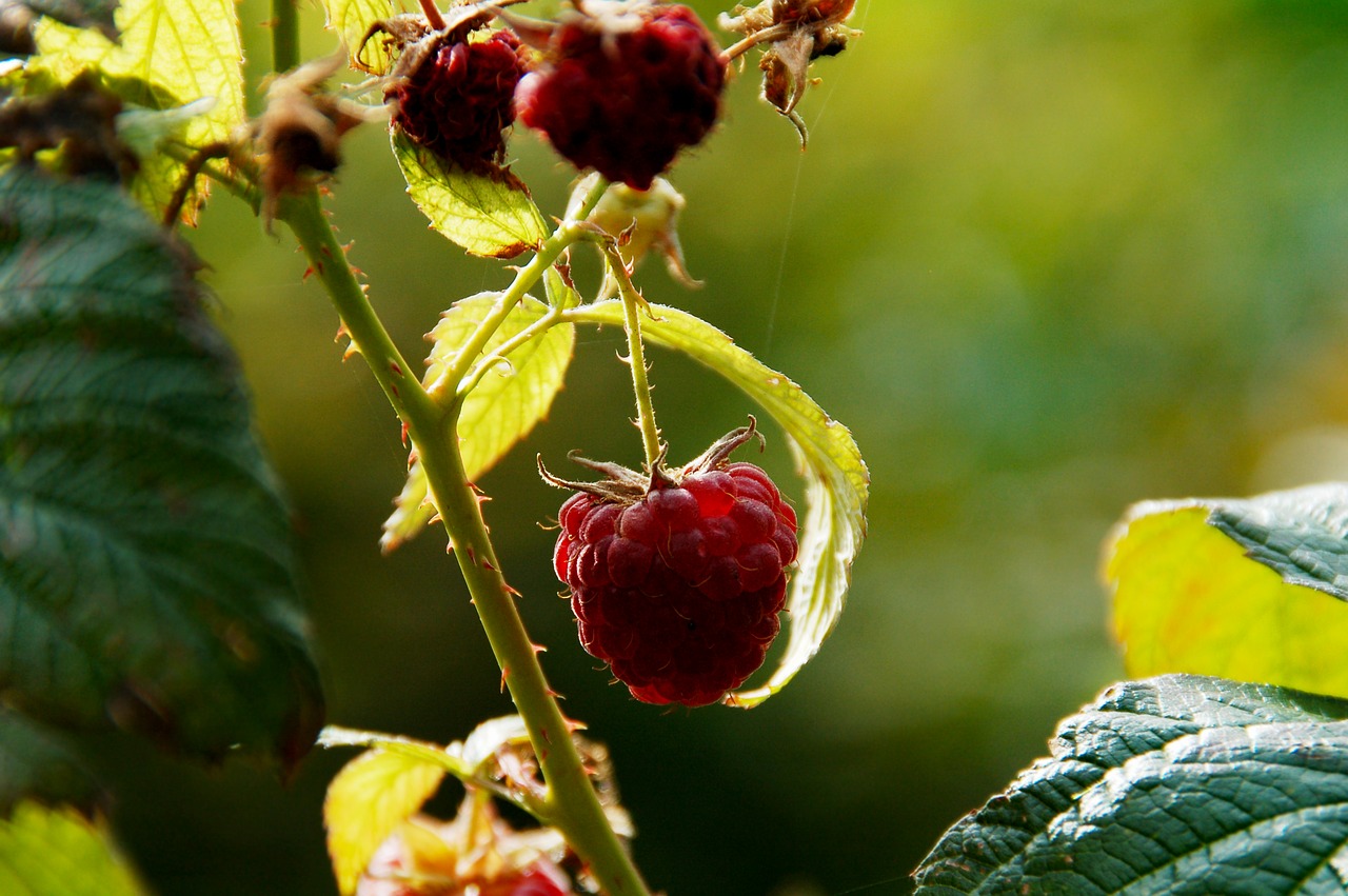 raspberry  growth  development free photo