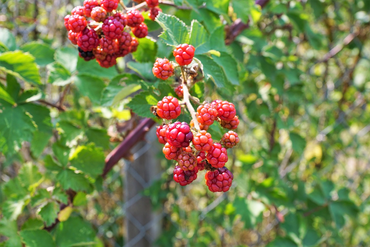 raspberry  tree  nature free photo