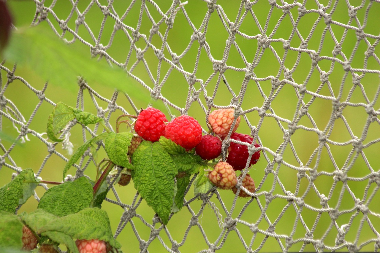 raspberry  red raspberries  plant free photo