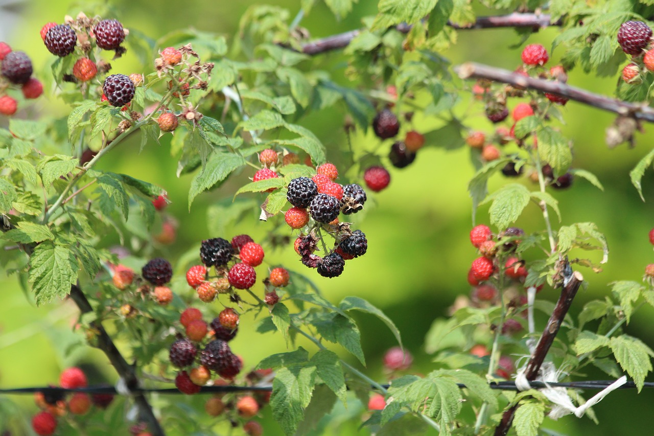 raspberry  black raspberry  plant free photo