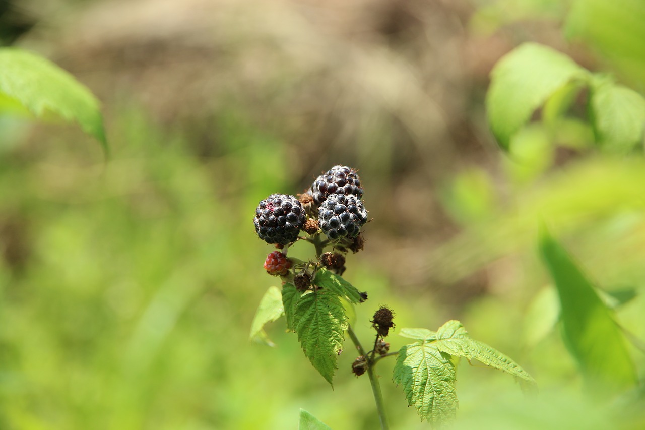 raspberry  black raspberry  plant free photo