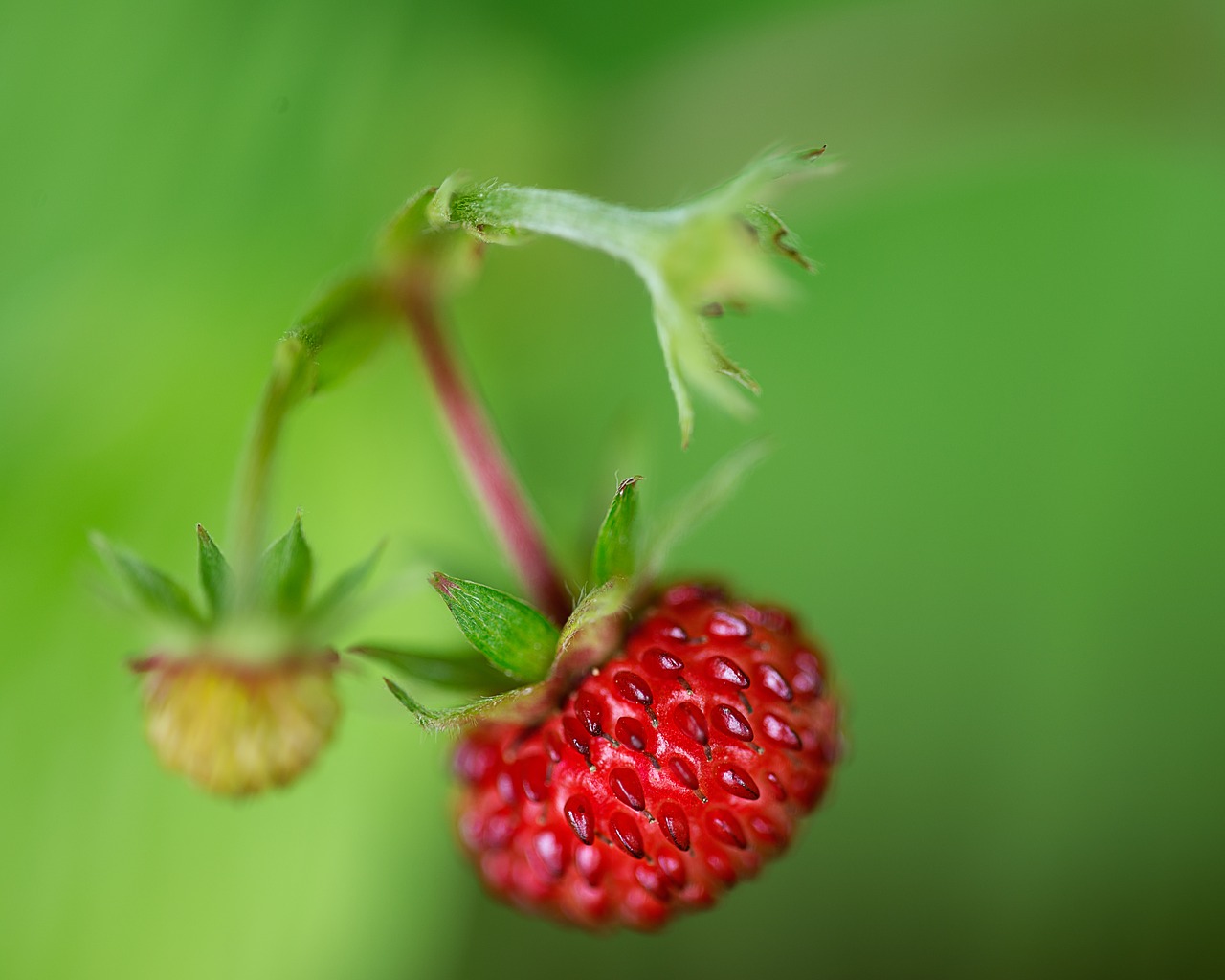 raspberry  nature  fruit free photo