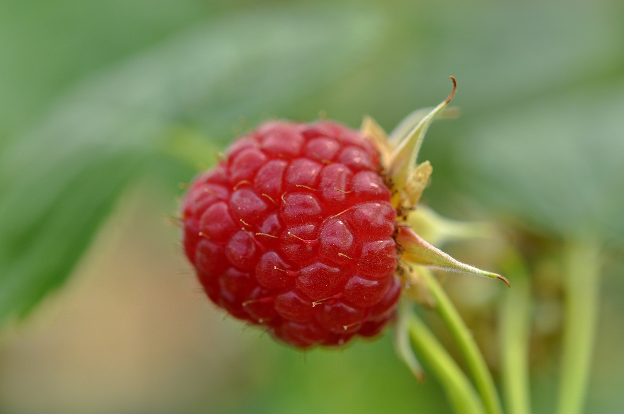 raspberry  raspberries  fruits free photo