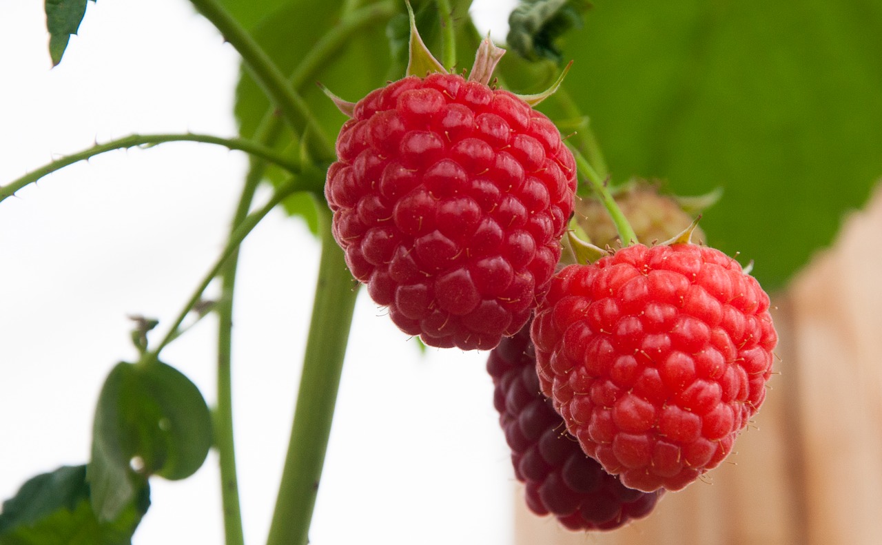 raspberry  raspberries  fruits free photo