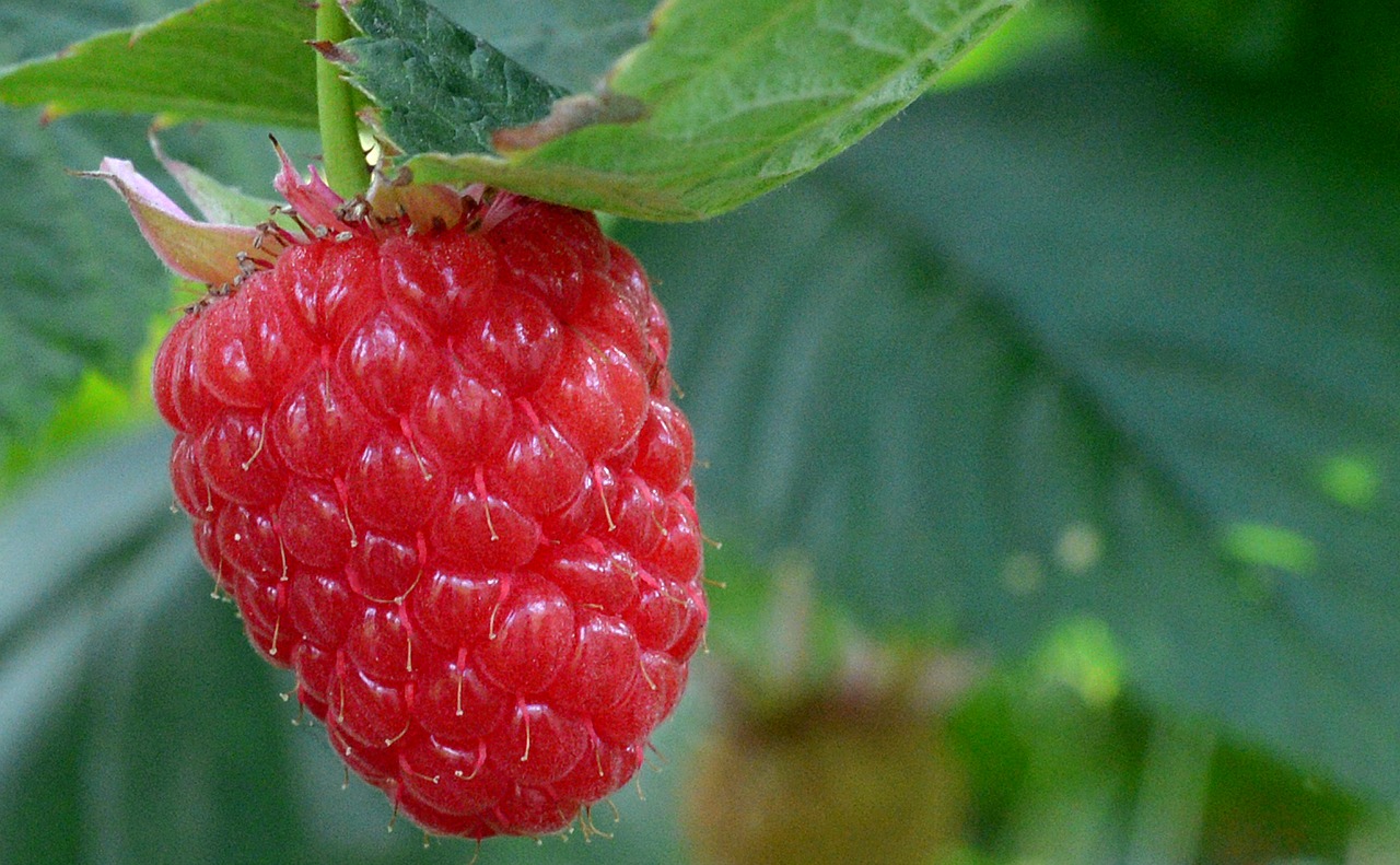 raspberry  raspberries  fruits free photo