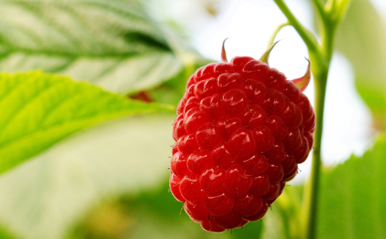 raspberry  raspberries  fruits free photo
