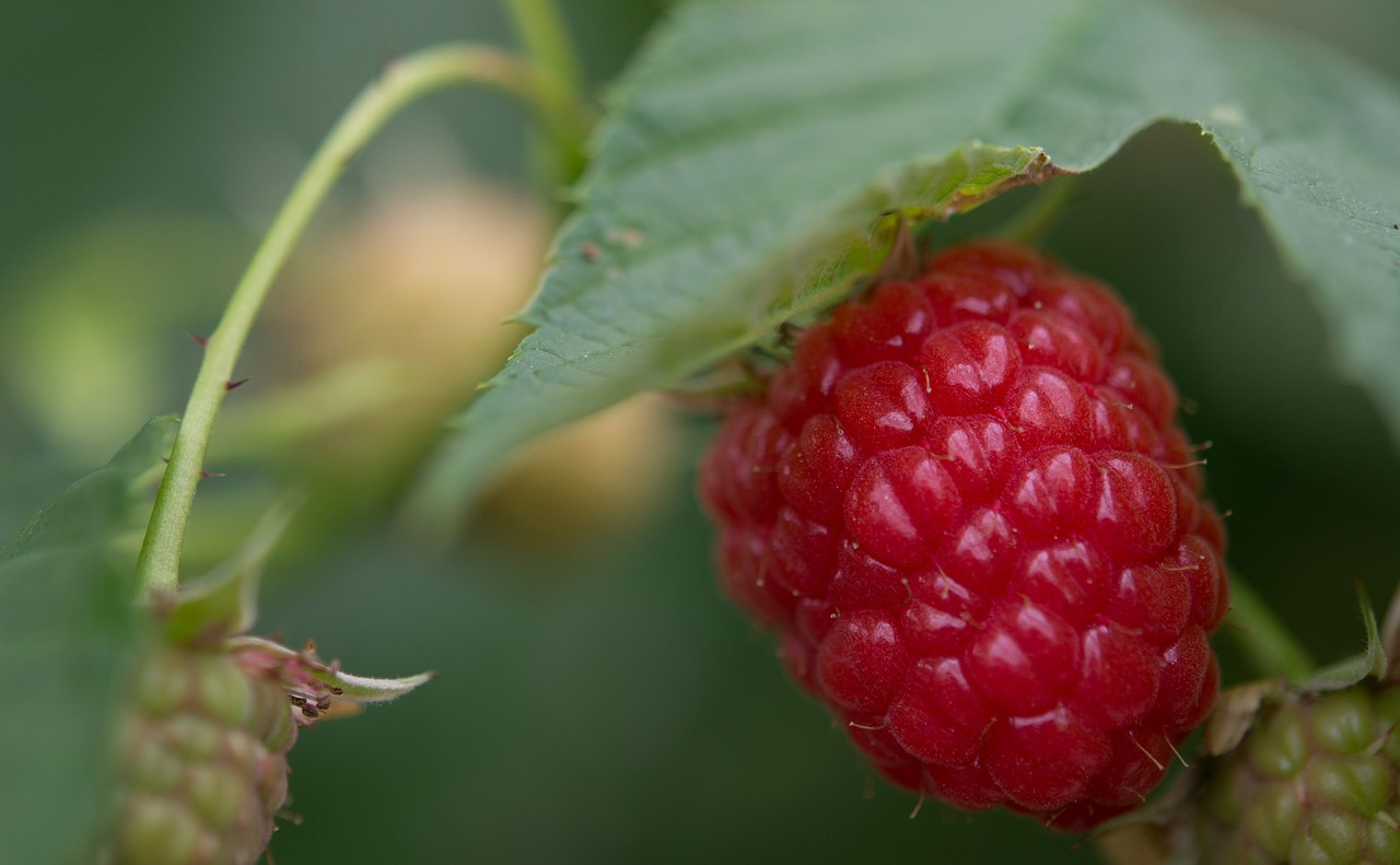 raspberry  raspberries  fruits free photo