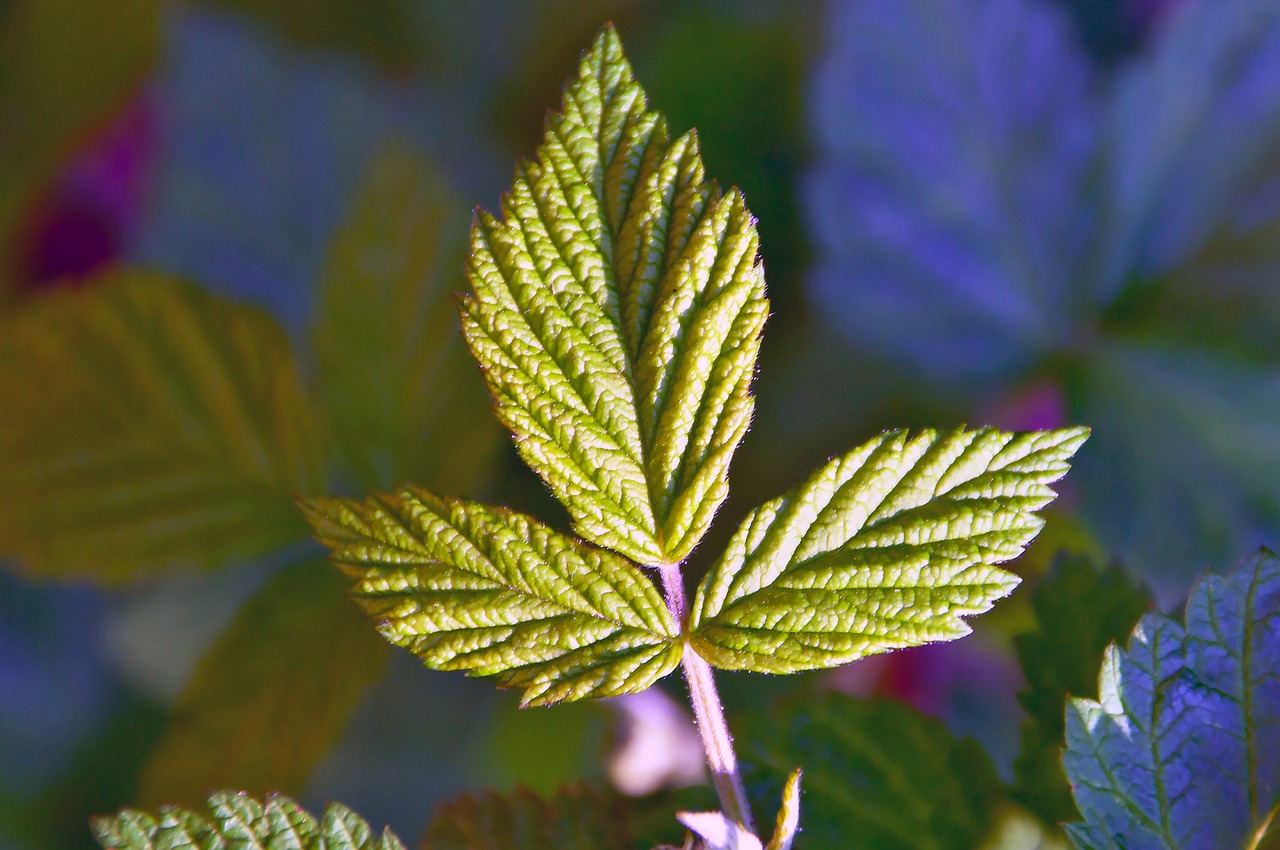 raspberry  green  green raspberry leaf free photo