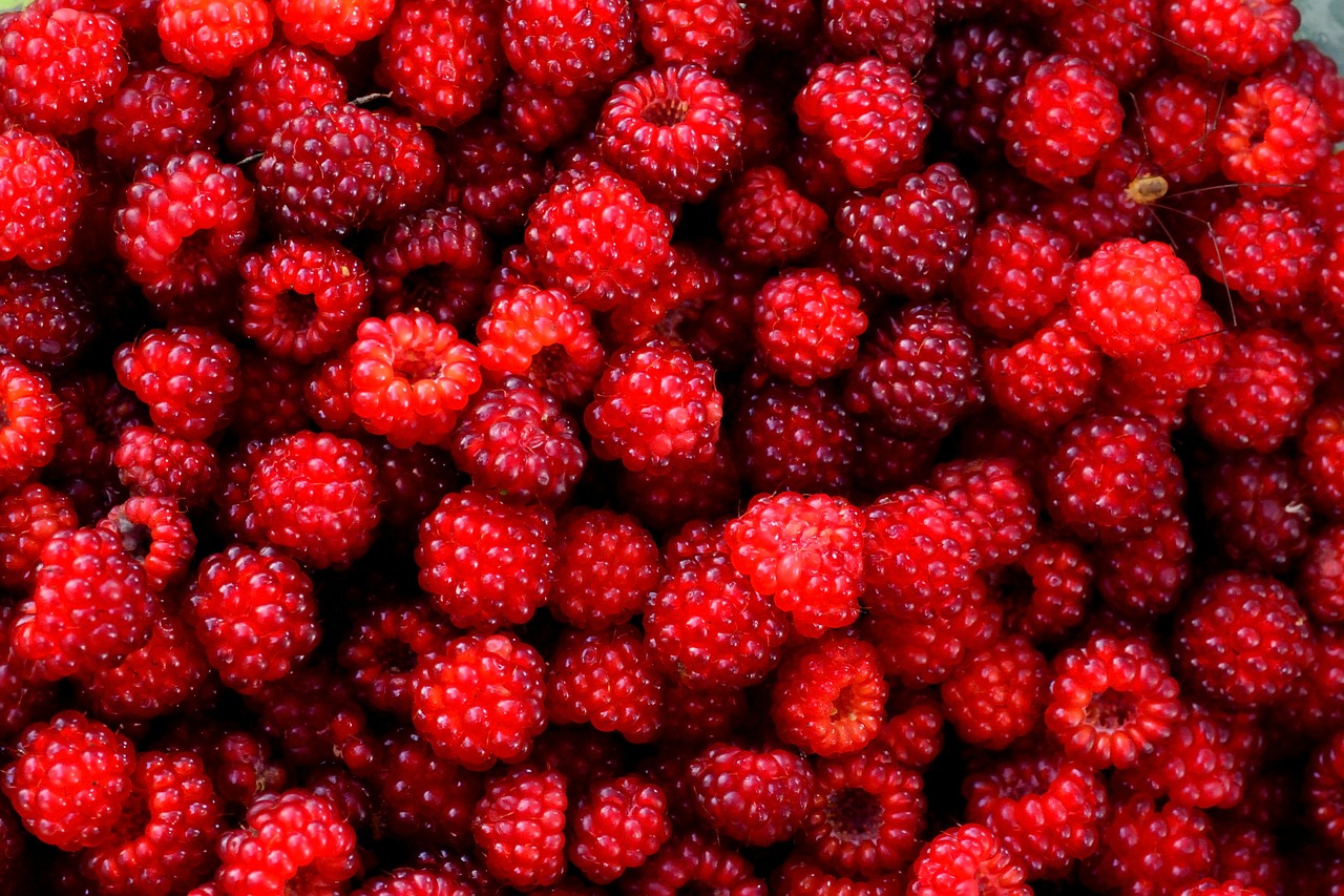 raspberry red berry free photo