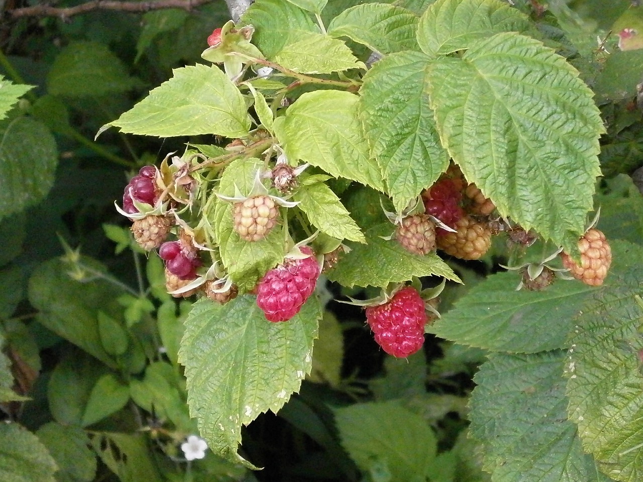 raspberry berry rubus free photo