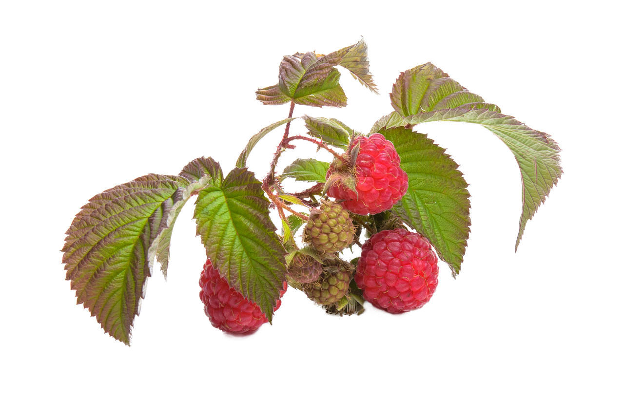 raspberry fruit red free photo