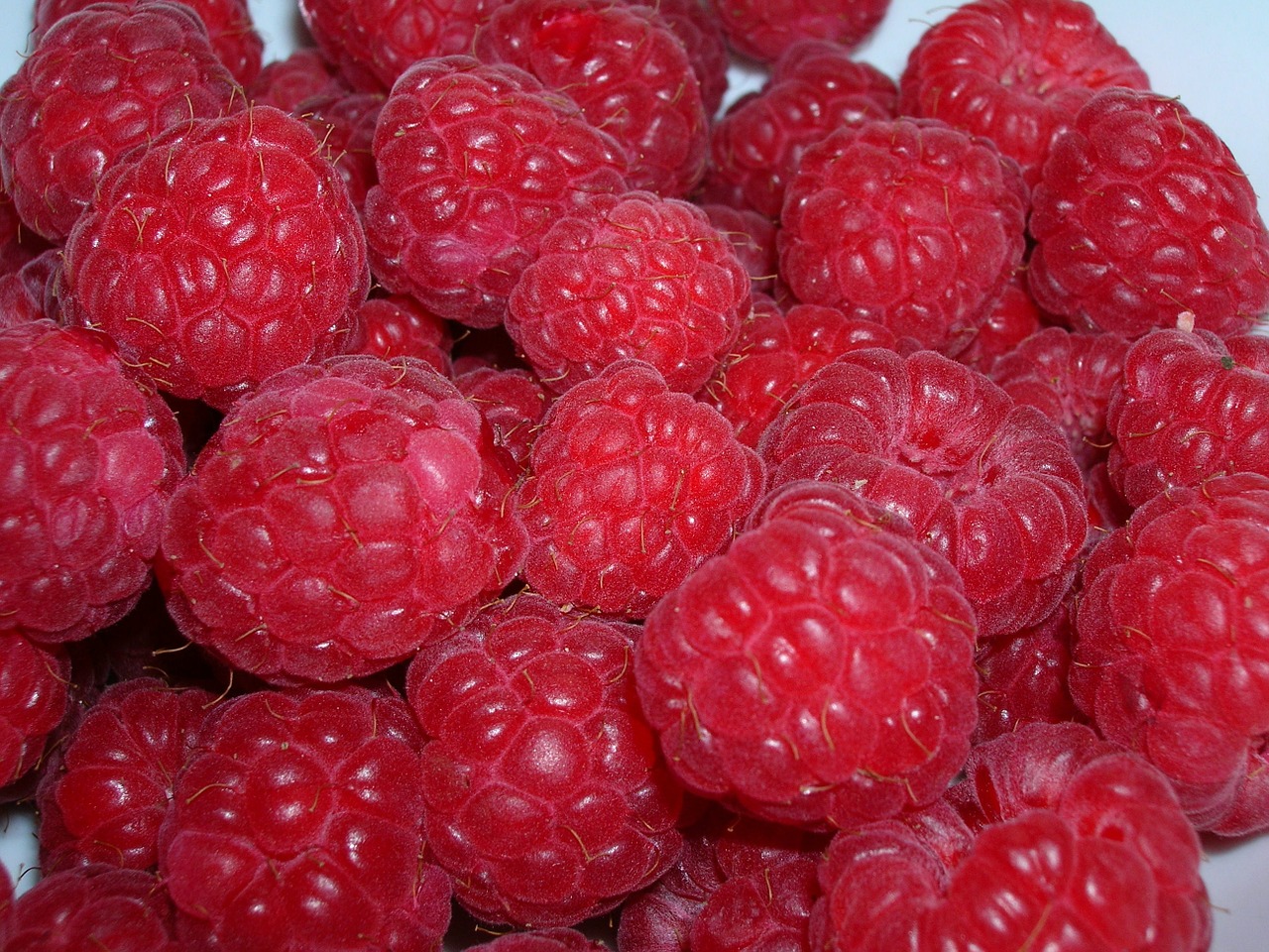 raspberry red berries free photo