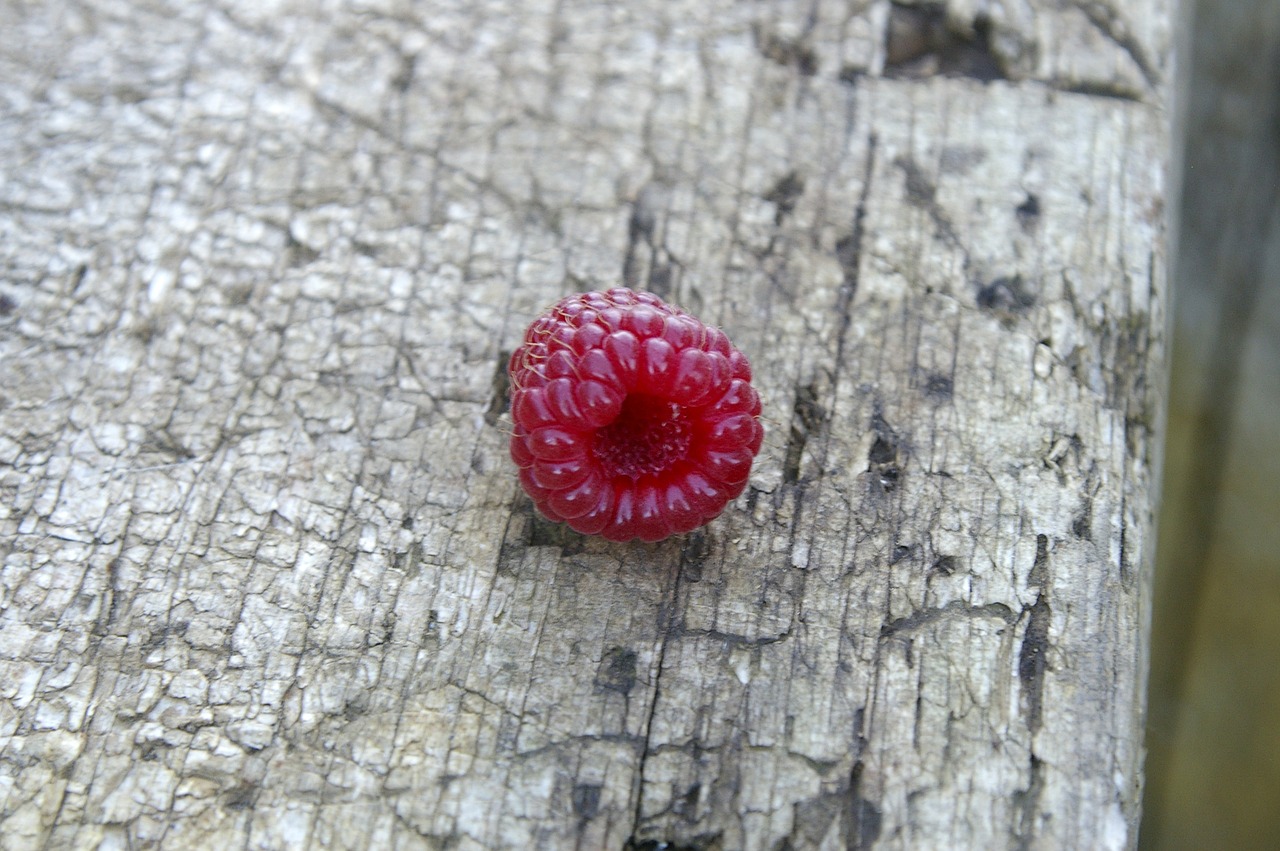 raspberry sweet ripe free photo