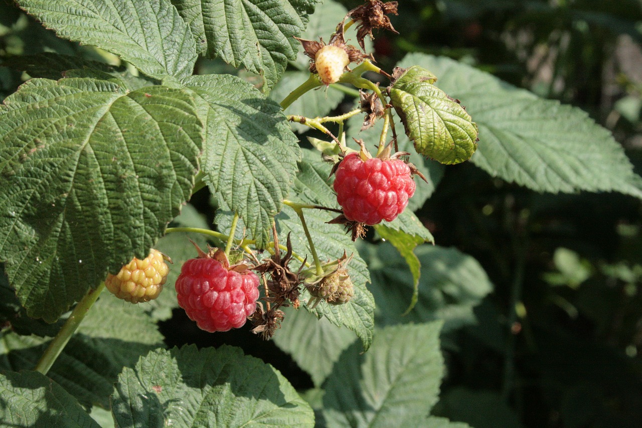 raspberry berry red free photo