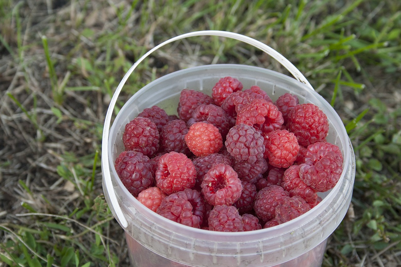 raspberry berry berries of a raspberry free photo