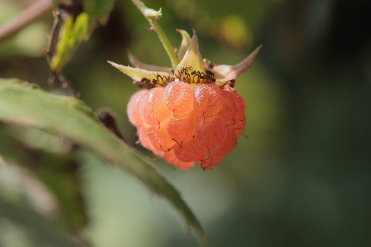 raspberry fruit plant free photo