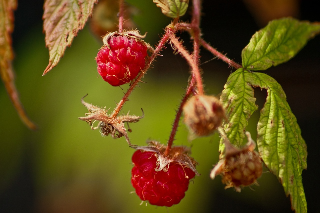 raspberry fruit fresh fruit free photo