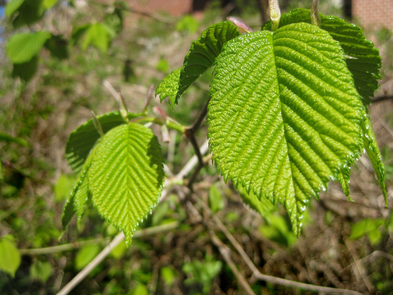 raspberry leaf raspberry bush fresh blossoming leaf free photo