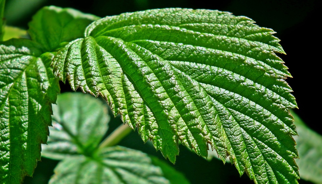 raspberry leaf plant nature free photo