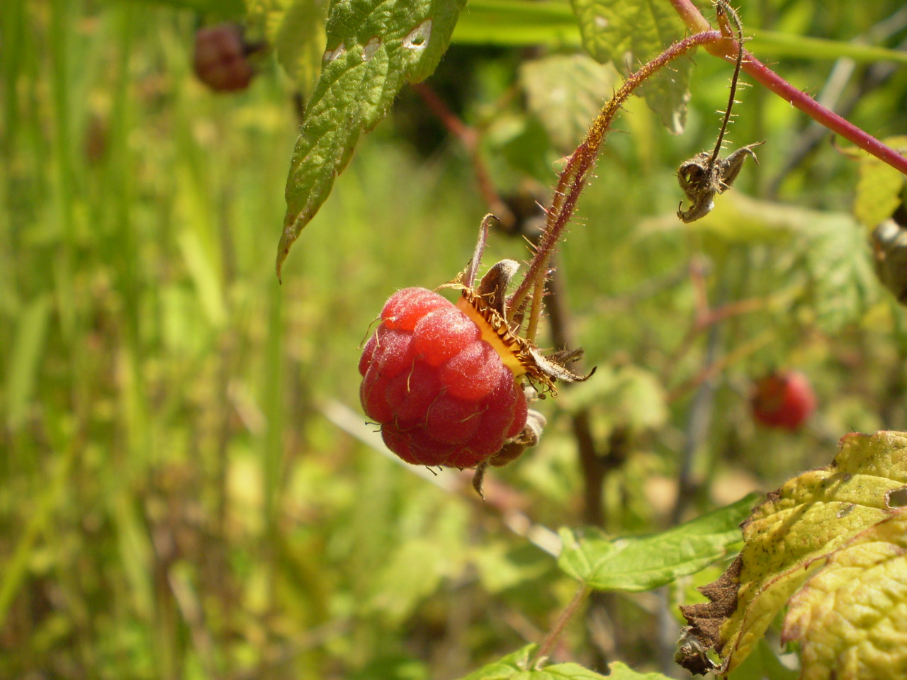 raspberry berry raspberry free photo