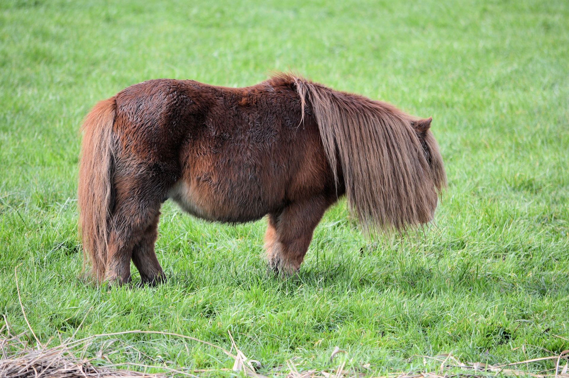 pony farm livestock free photo