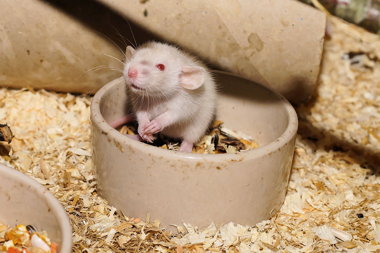 rat baby rat cute free photo