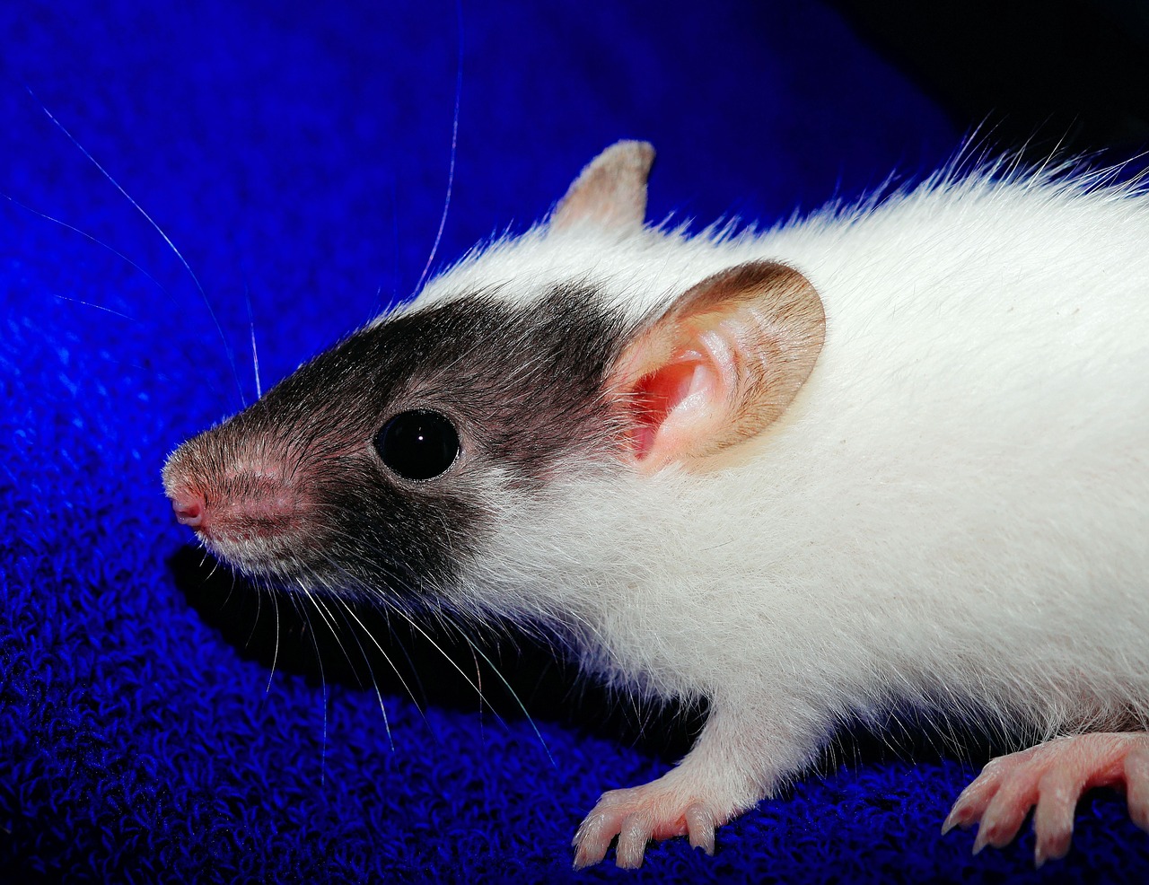 rat young animal playful free photo