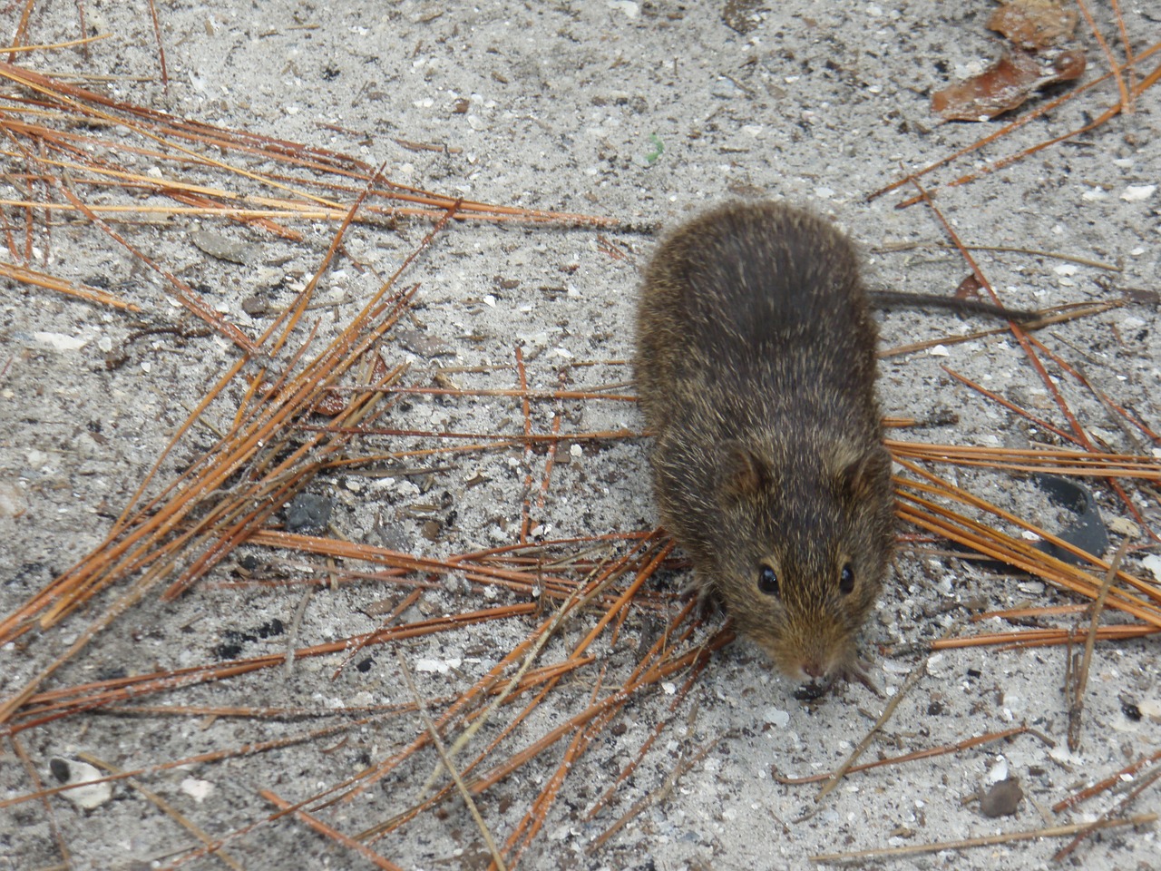 rat mouse animal free photo