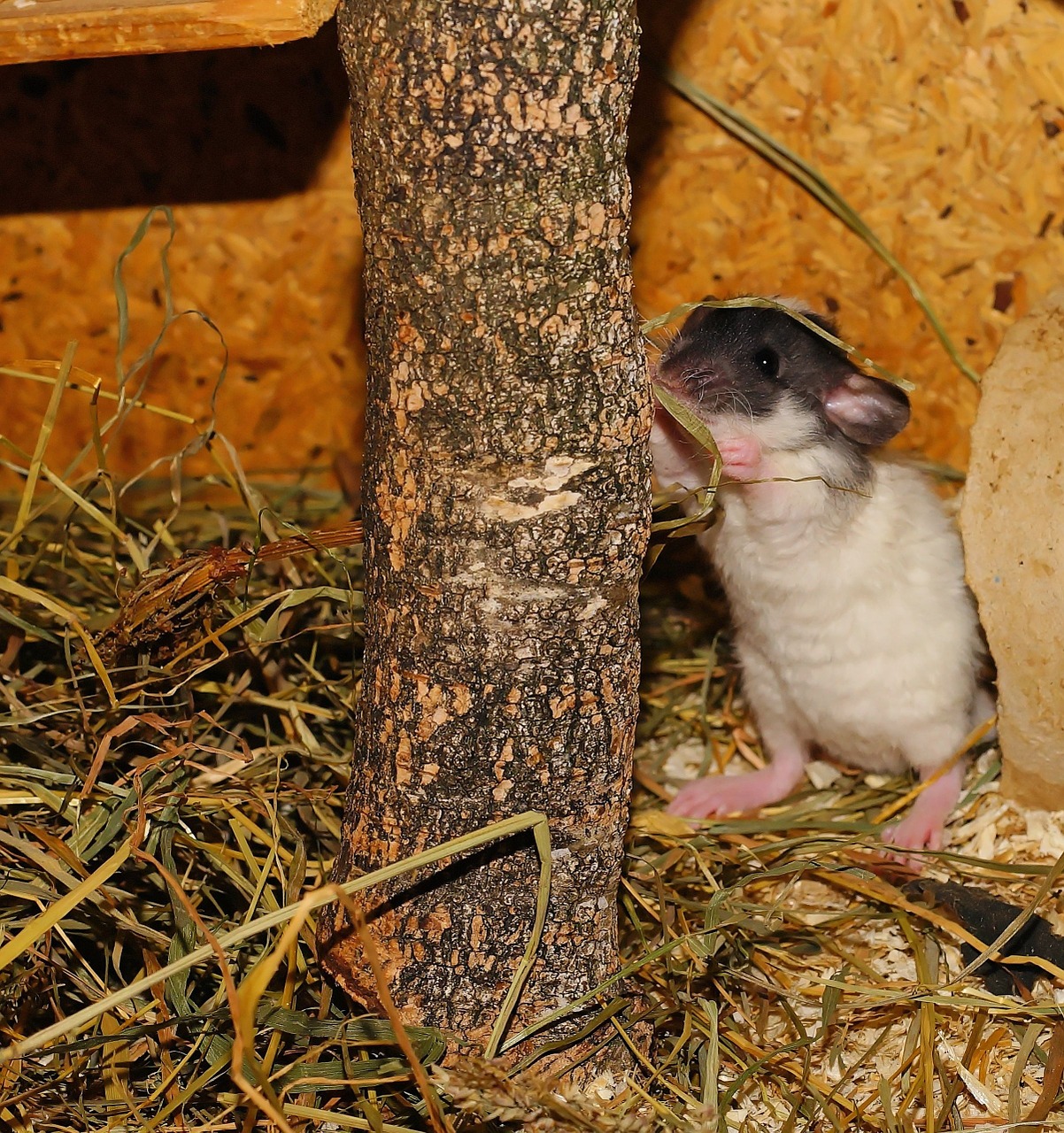 rat standing rodent free photo