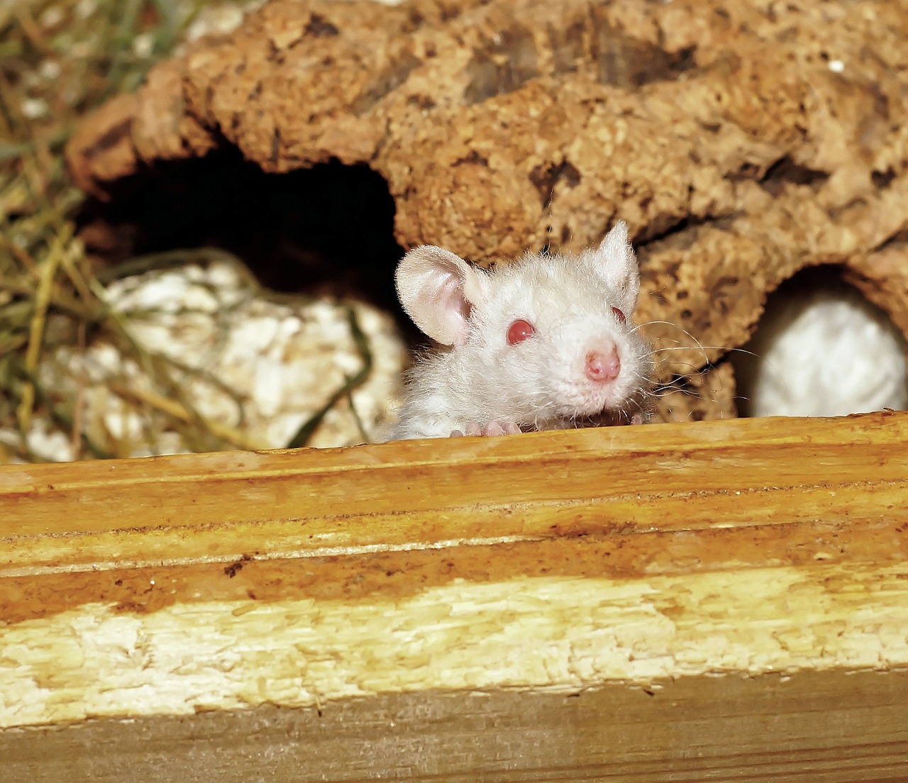 rat rats offspring curious free photo