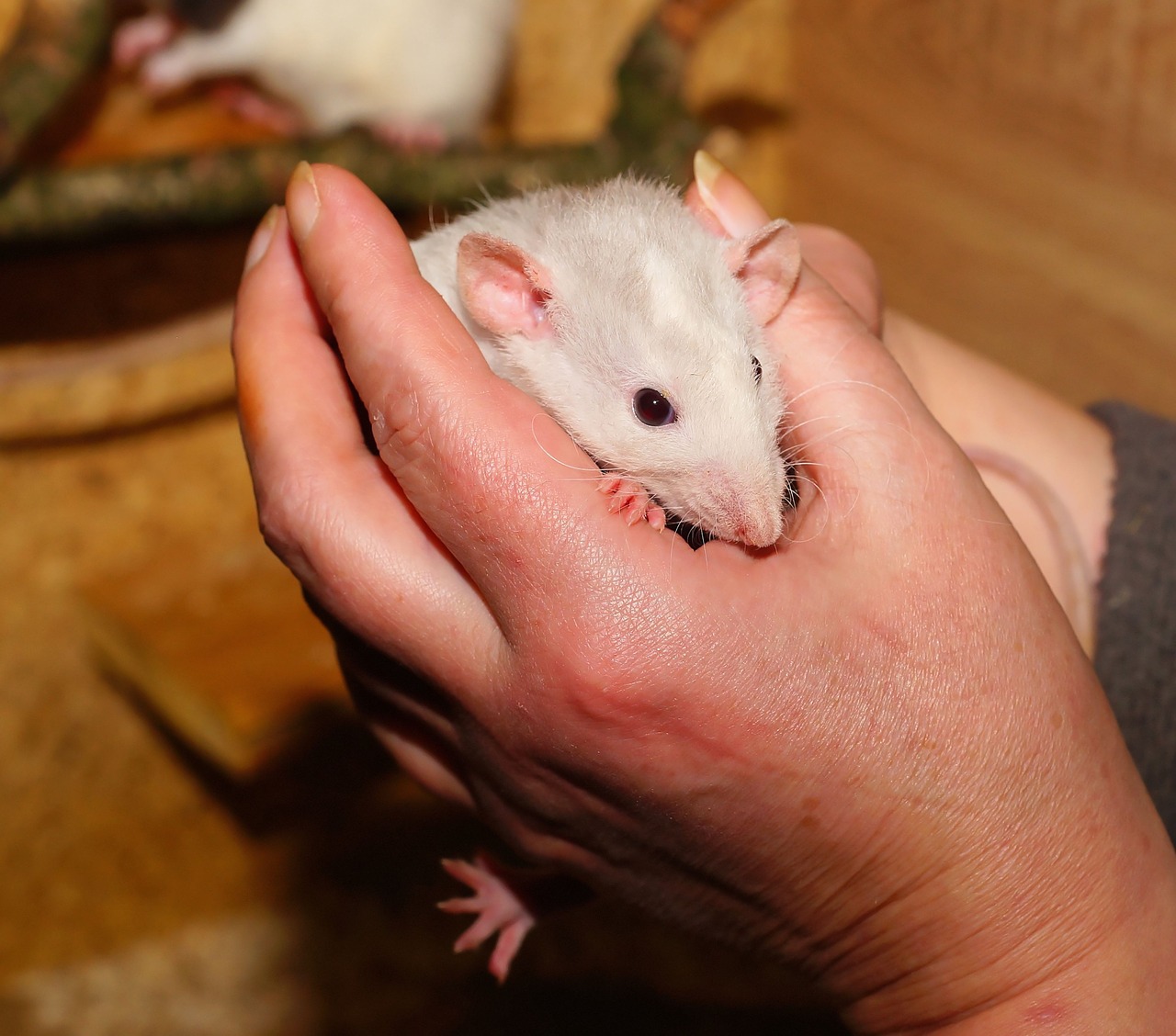 rat rats offspring anxious free photo