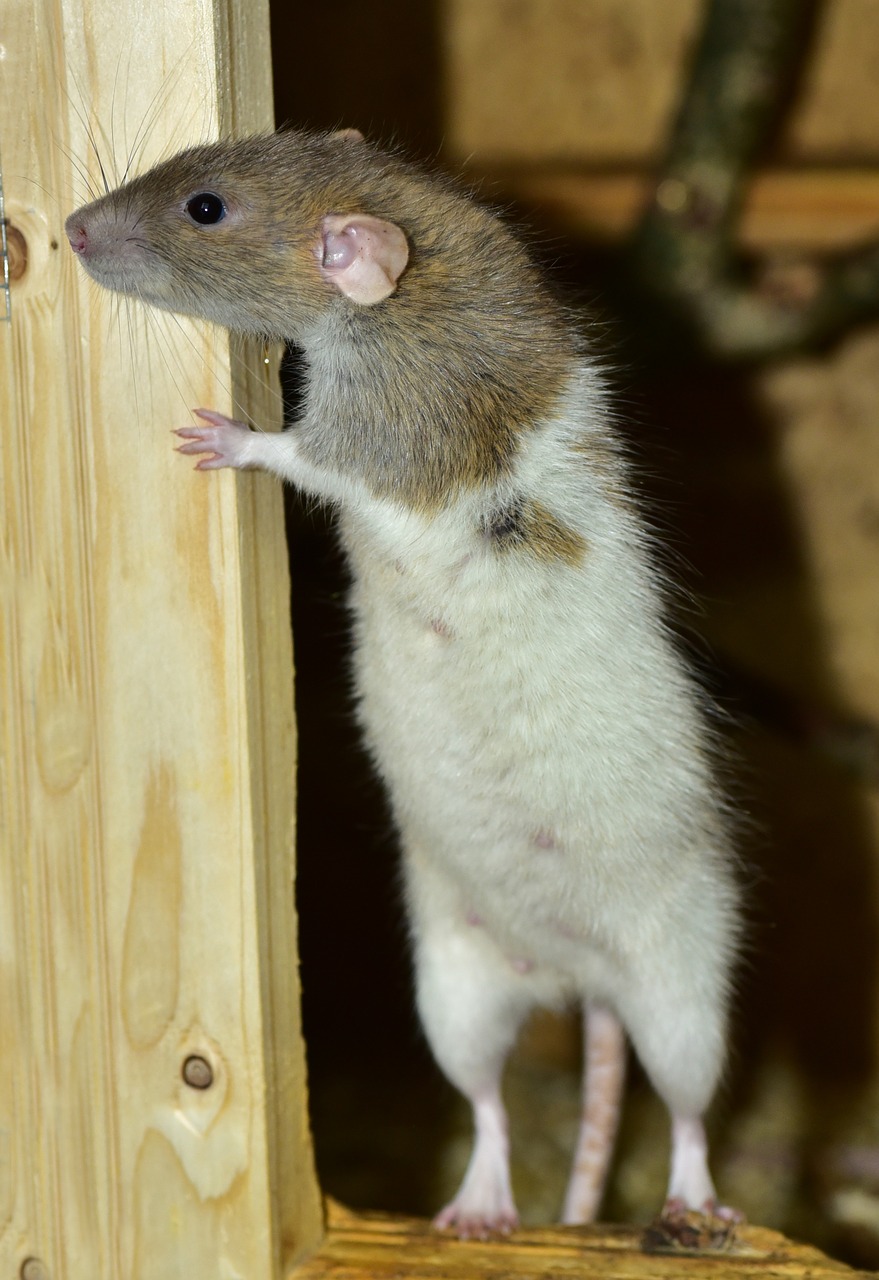 rat standing rodent free photo