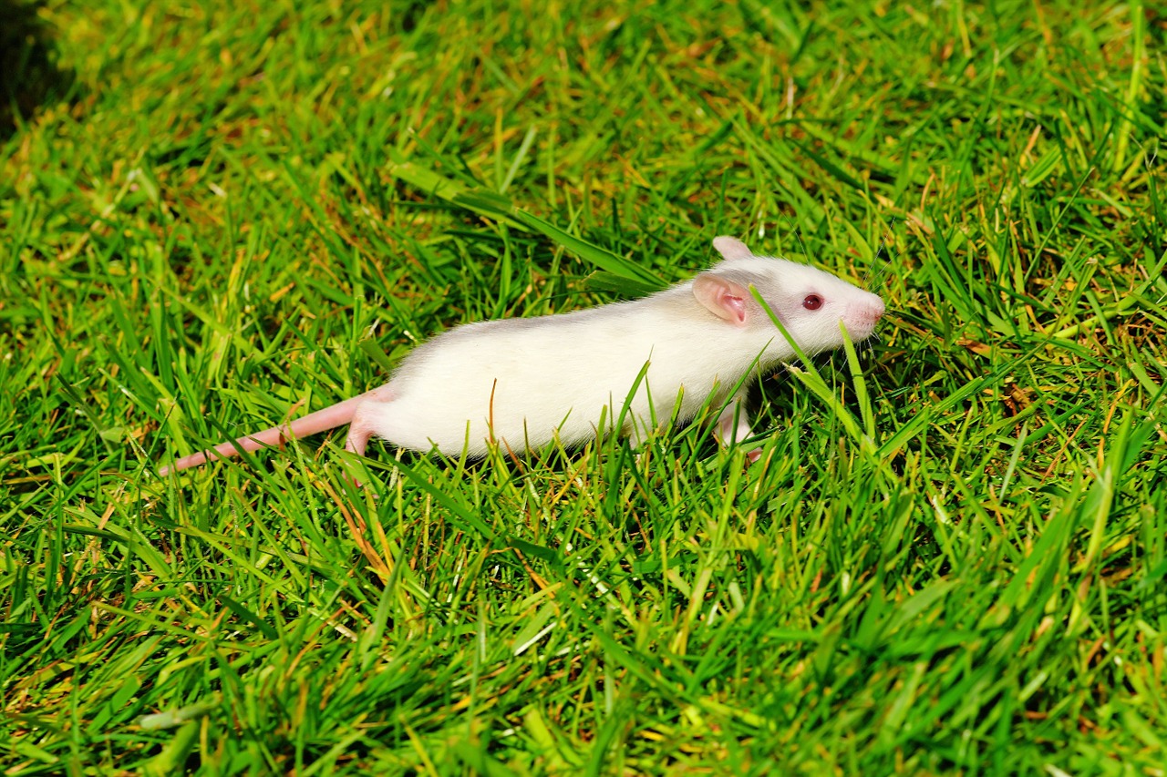 rat garden out free photo